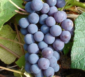 Почти все разновидности винограда прекрасно приживаются в любом климате