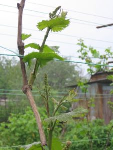 Высаживают кусты винограда обычно на стыке весны и лета