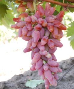 Виноград «Оригинал» хорошо приживается и плодоносит на территории Украины, юга России, в Подмосковье