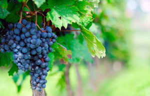 Для получения большого количества винограда нужно часто поливать лозу и удобрять ее