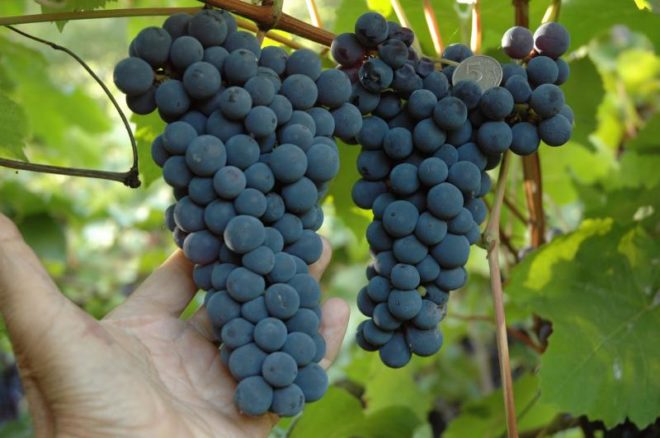Среди огромного ассортимента видов винограда, сорт Один заслуживает особого внимания