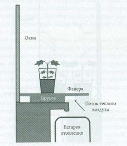 А вот как правильно посадить черенки в кильчеватор на подоконнике (рис. 3)