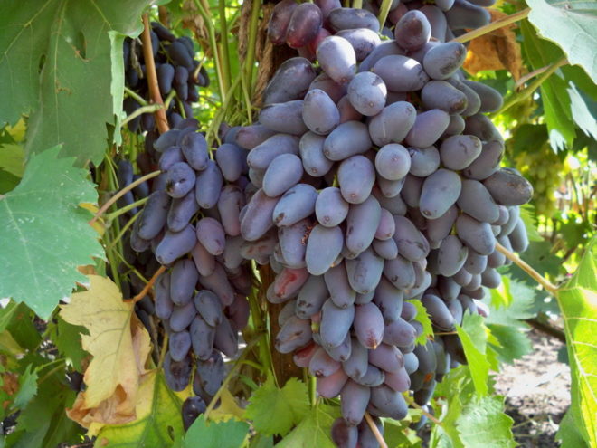 В свежем виде виноград – отличное лакомство