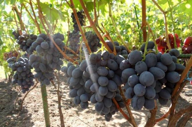 Украина славится своими агрокультурными достижениями, в том числе, и в виноградарстве