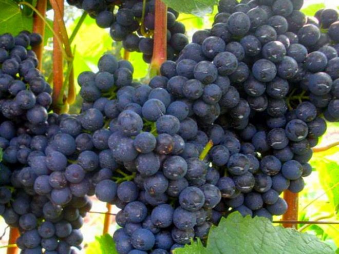 Виноград памяти Домбковской или ЧБЗ даёт хороший урожай даже в северных сибирских, алтайских районах