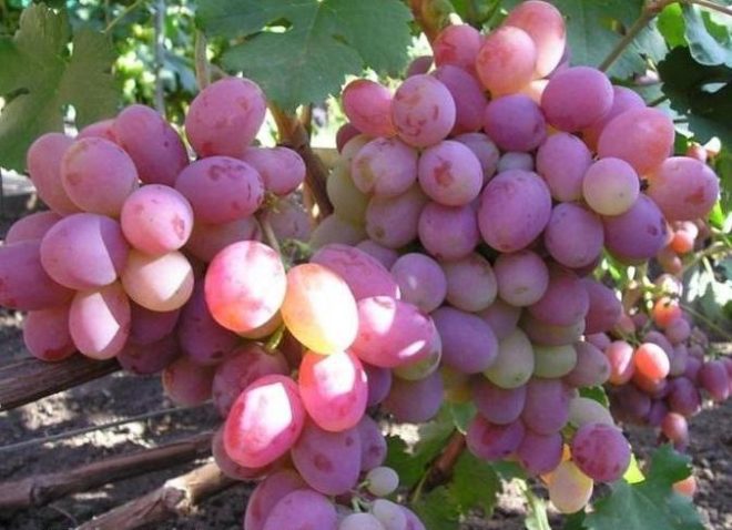 Часто у виноградарей появляется желание создать новый сорт