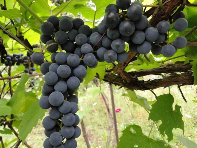 В наше время виноград на даче есть практически у каждого человека