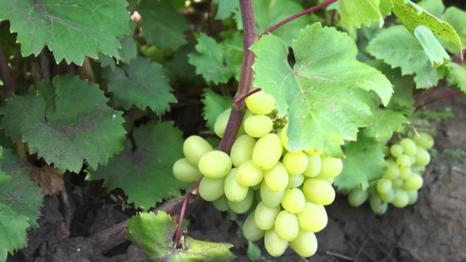 Климат в Запорожье благоприятствует выращиванию винограда
