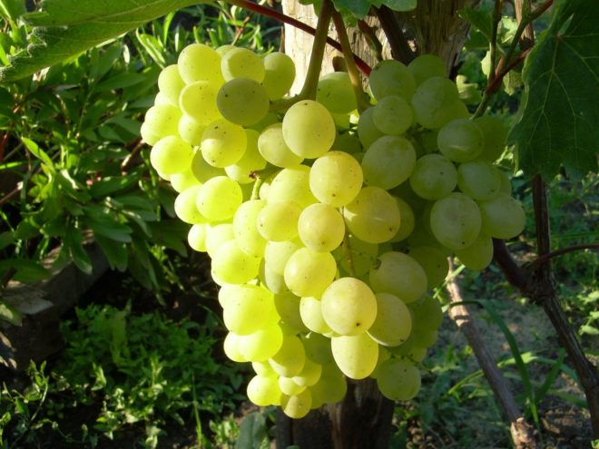 Виноград Русбол Улучшенный – очень популярный сорт