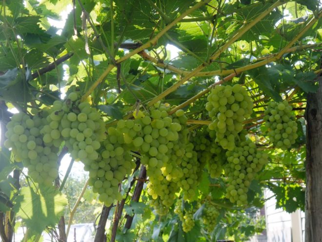 Одним из наиболее устойчивых сортов является виноград Плевен