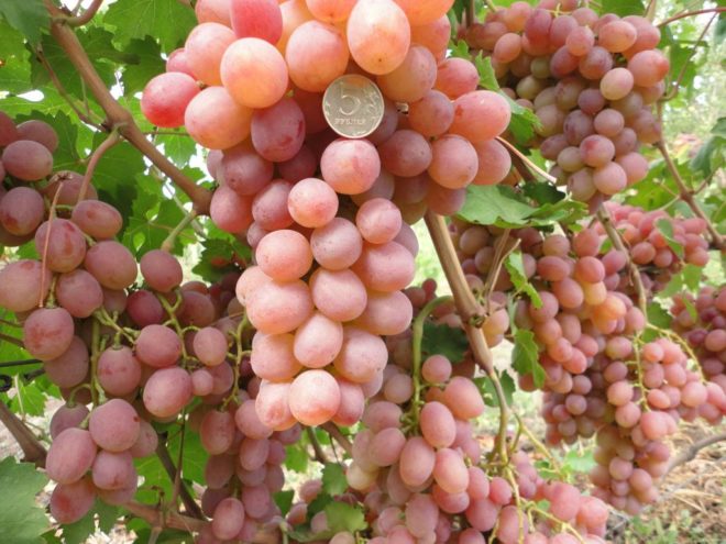 Рута относится к гибридным сортам винограда