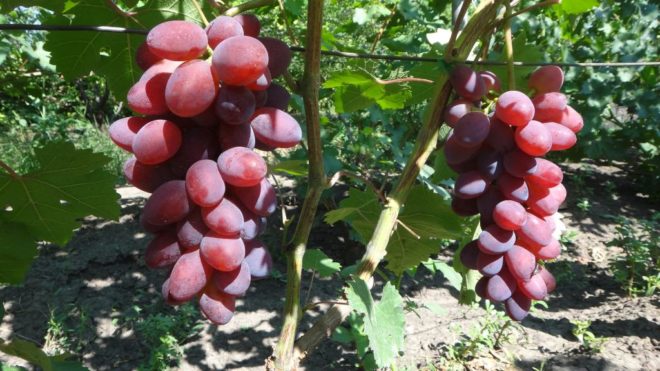 Одним из удачных результатов селекции является сорт винограда Малиновый Супер