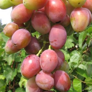Памяти Хирурга относится к ранним видам винограда