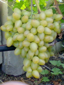 Аркадия считается рекордсменом по количеству полученного урожая винограда