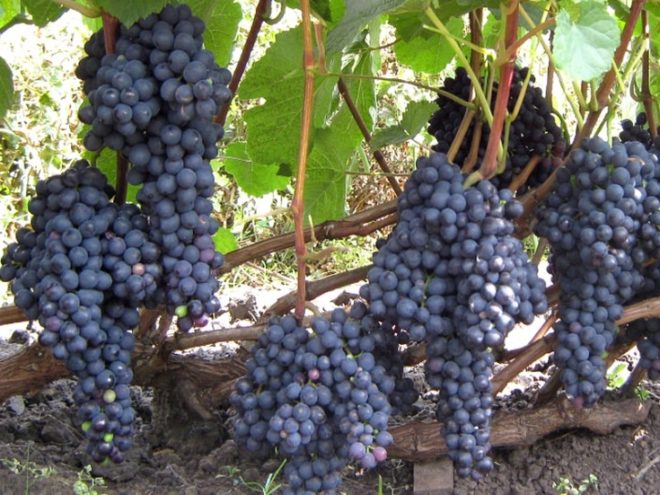 Чтобы посадить виноград, сначала стоит определиться с местом, где он отлично приживётся