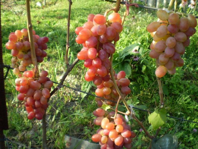 Сорт винограда Памяти Хирурга - это пример успешной любительской селекции
