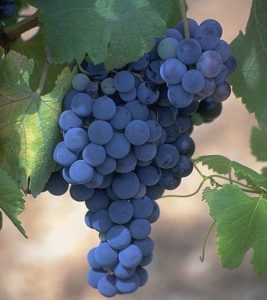 Нужен виноград и для остроты зрения