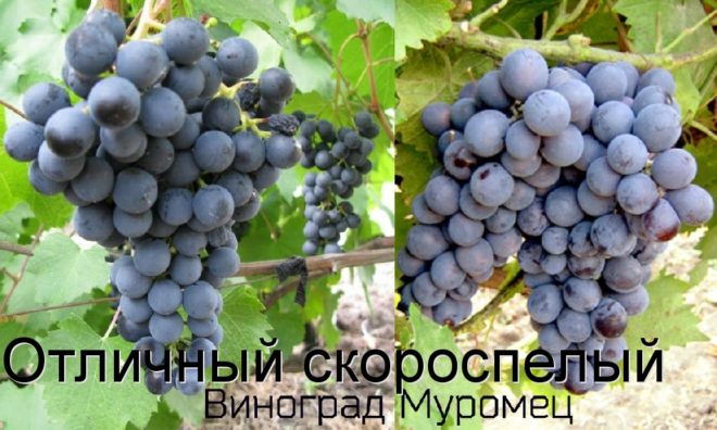 Масса грозди Муромца составляет в среднем 300-500 грамм