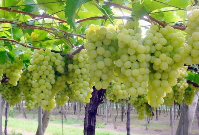 Сажать виноград Плевен следует весной