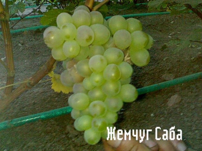 Жемчуг Саба является отличным столовым виноградом