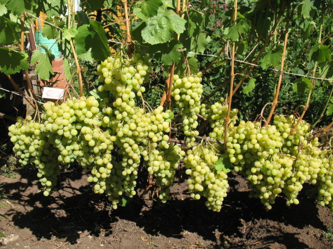 Размножение винограда производится легко и быстро