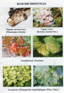 Для каждой виноградной болезни есть свои специальные препараты