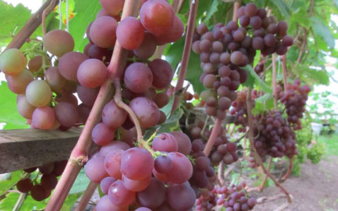 Описание сорта винограда Минский Розовый