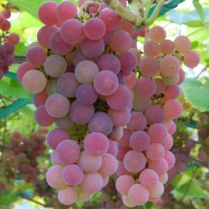 Описание сорта винограда Минский Розовый
