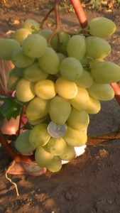 Мускат Посада – это сорт винограда с высокой урожайностью