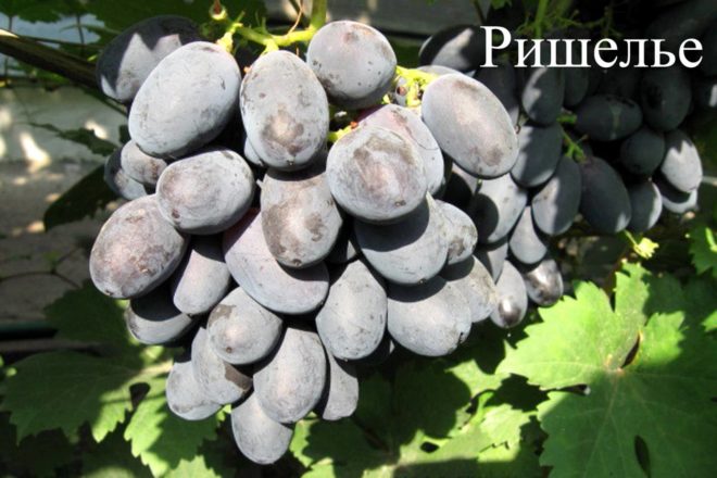 Внимательное отношение к урожаю и использование профилактических мер способствует получению здорового винограда